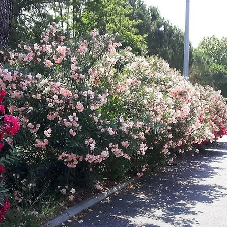 Duca's House 4* Rzym